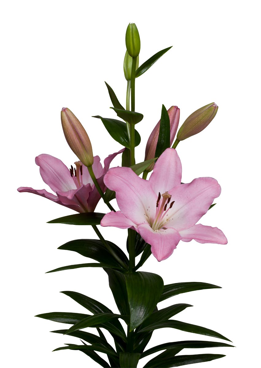 Albufeira Lilium