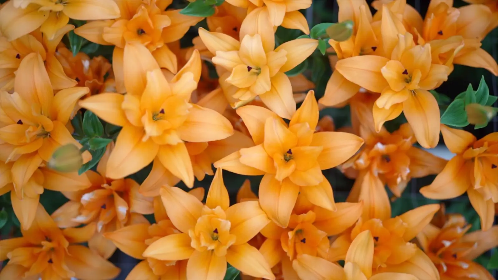 Discover TwinFlame Lilies