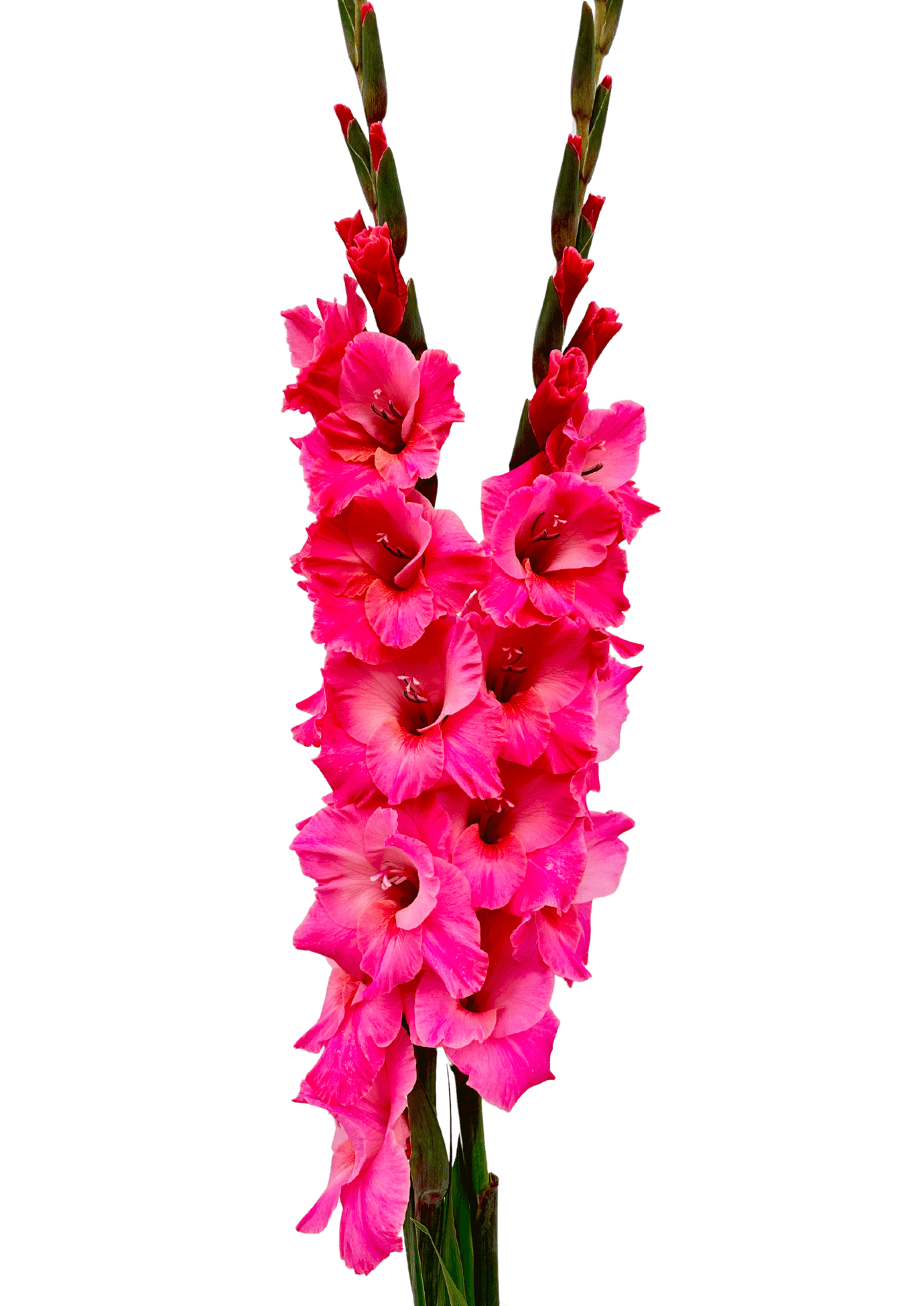 Bartok Prisma Gladiolus Gladiolus