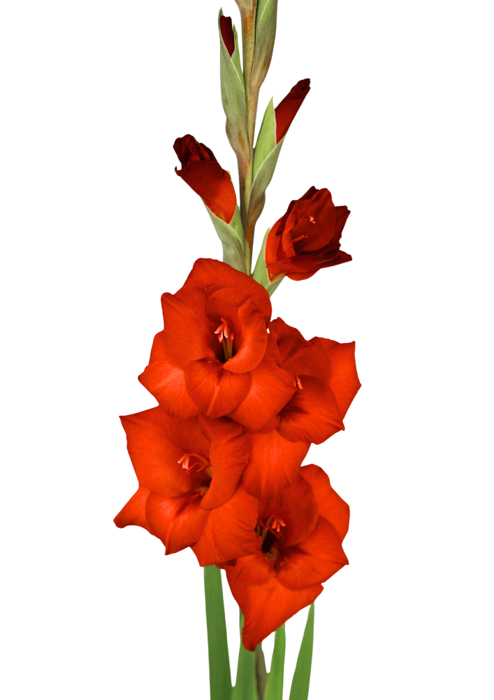 Costello Prisma Gladiolus Gladiolus