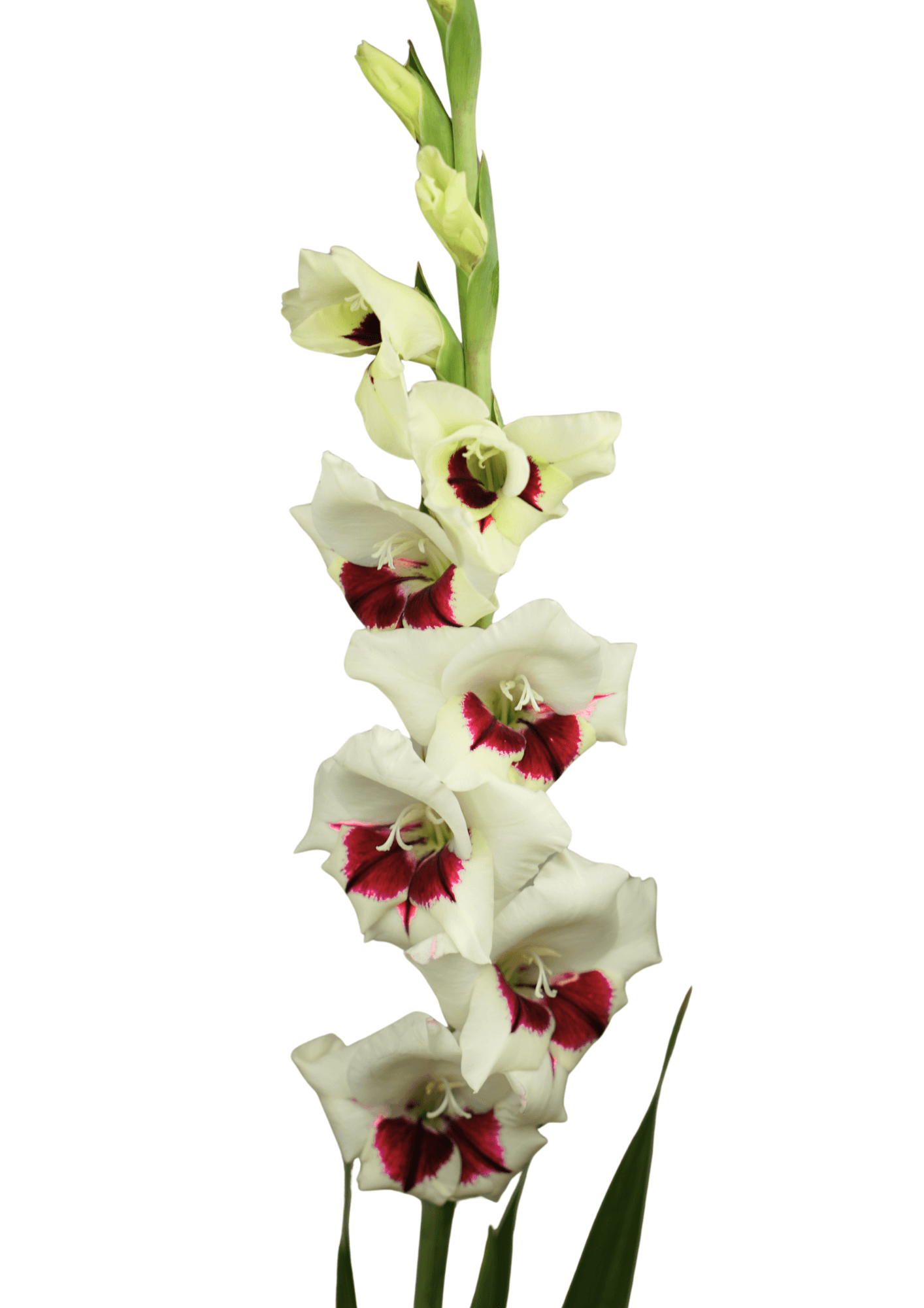 10.454.05 Prisma Gladiolus Gladiolus