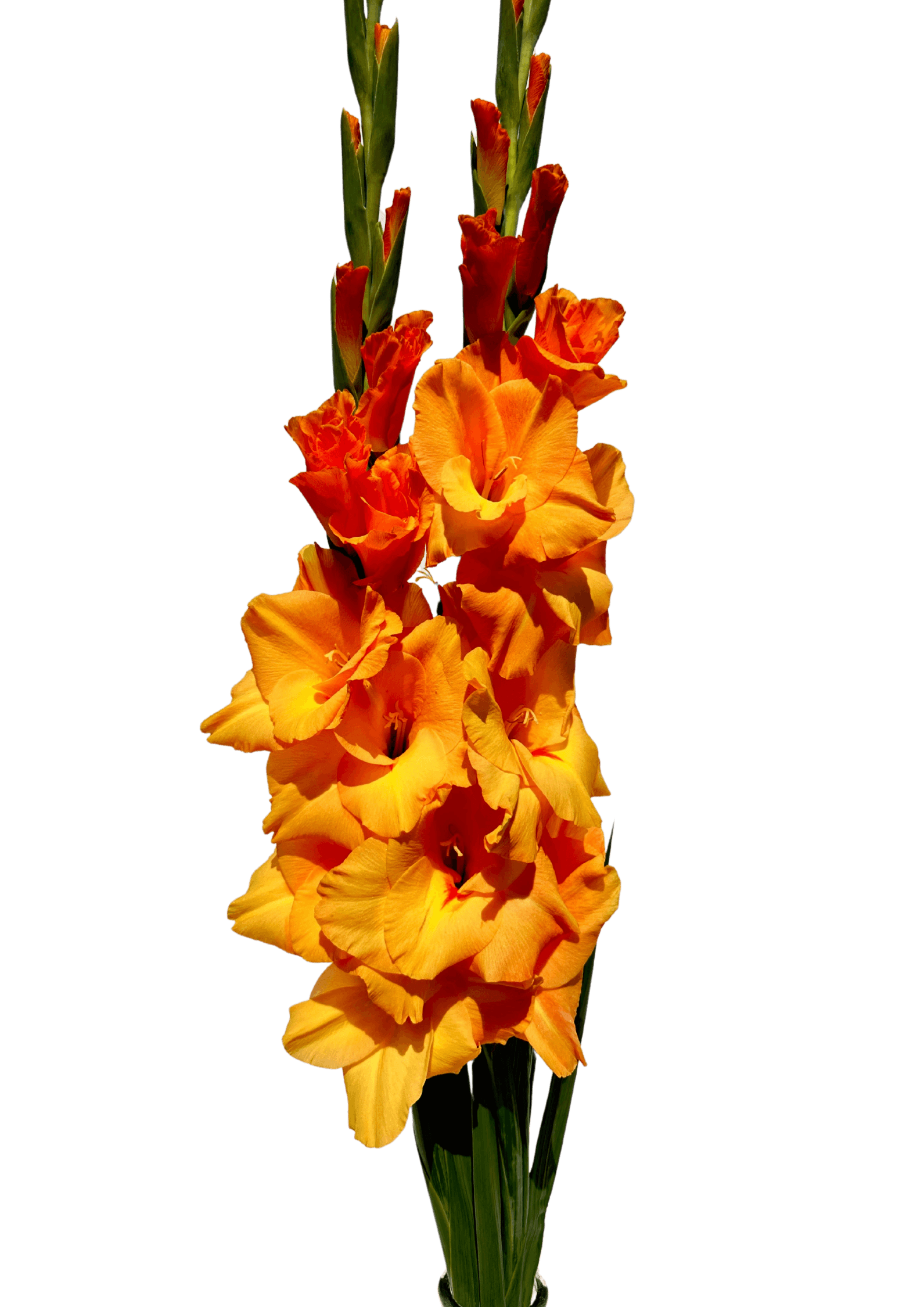 Avicii Prisma Gladiolus Gladiolus