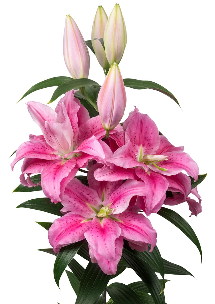 Roselily Clarissa Roselily Lilium