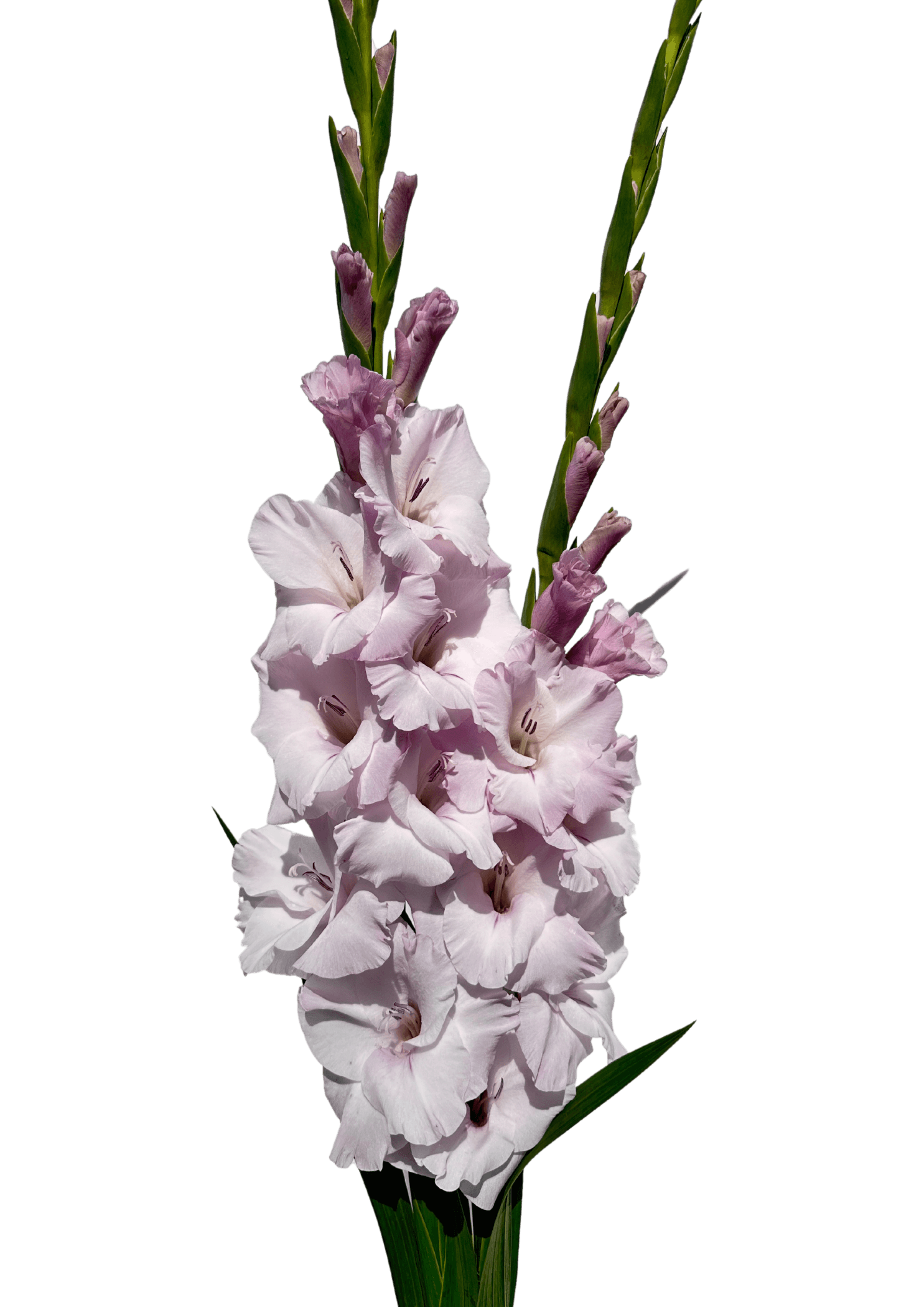 Mantovani Prisma Gladiolus Gladiolus