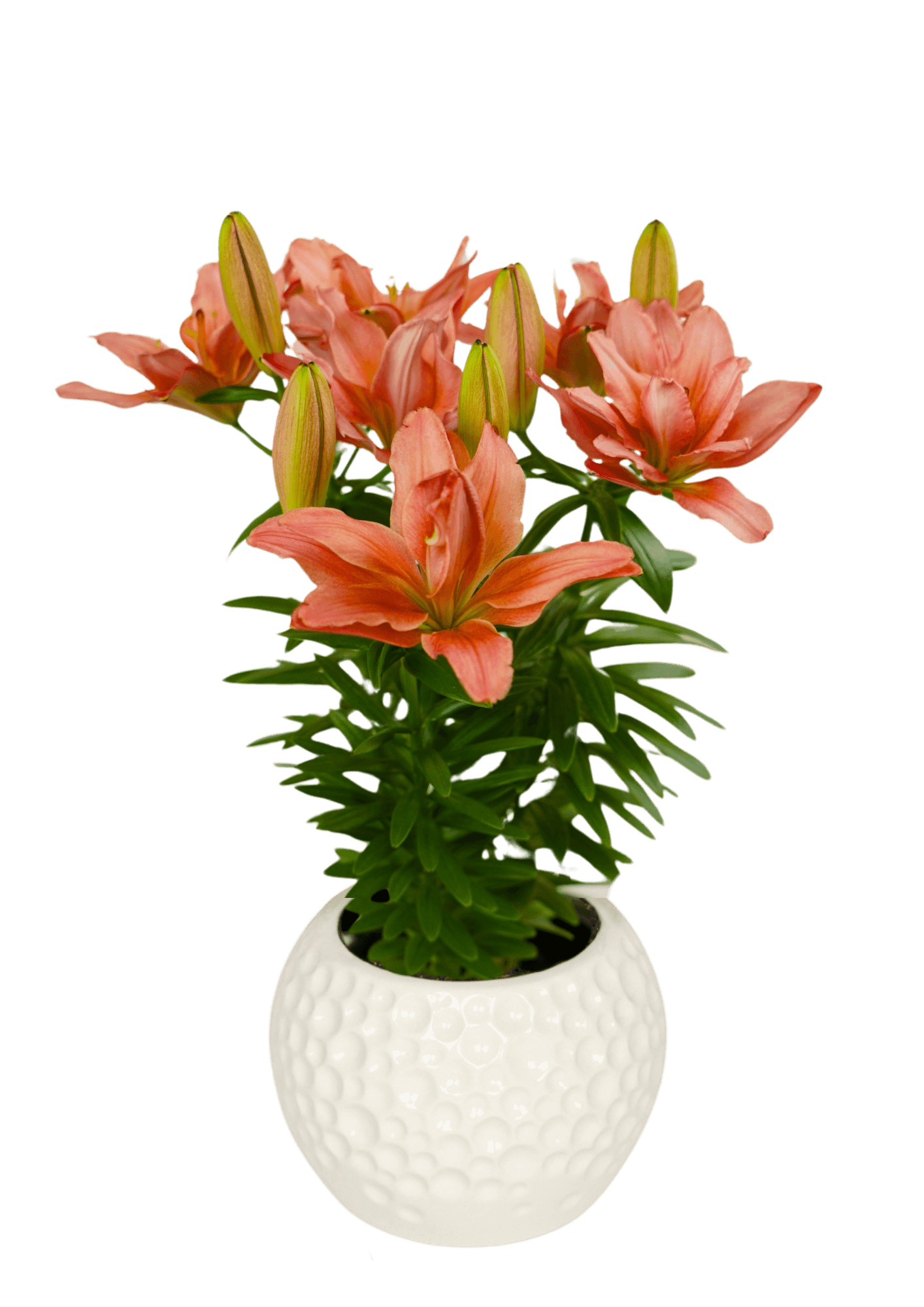 Pura Desierto Pura Vida Lilium