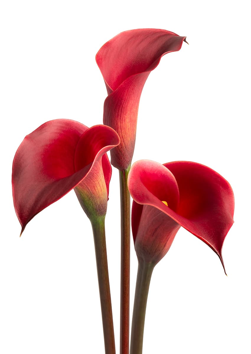 Red Charm