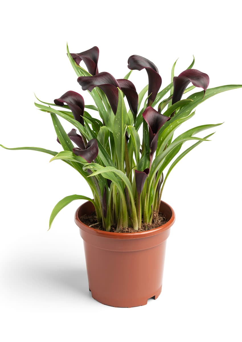Bullit Zantedeschia