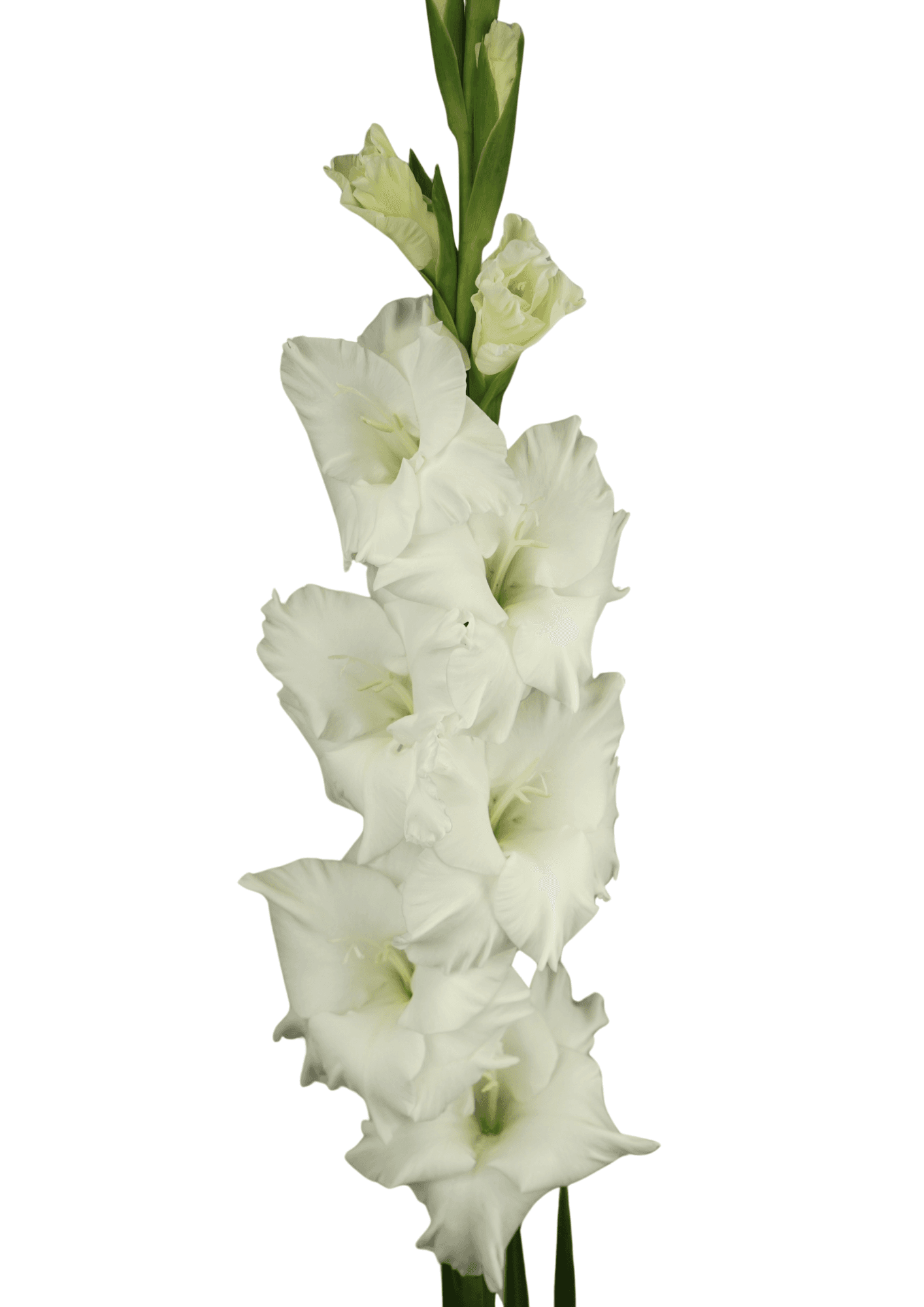 12.172.01 Prisma Gladiolus Gladiolus