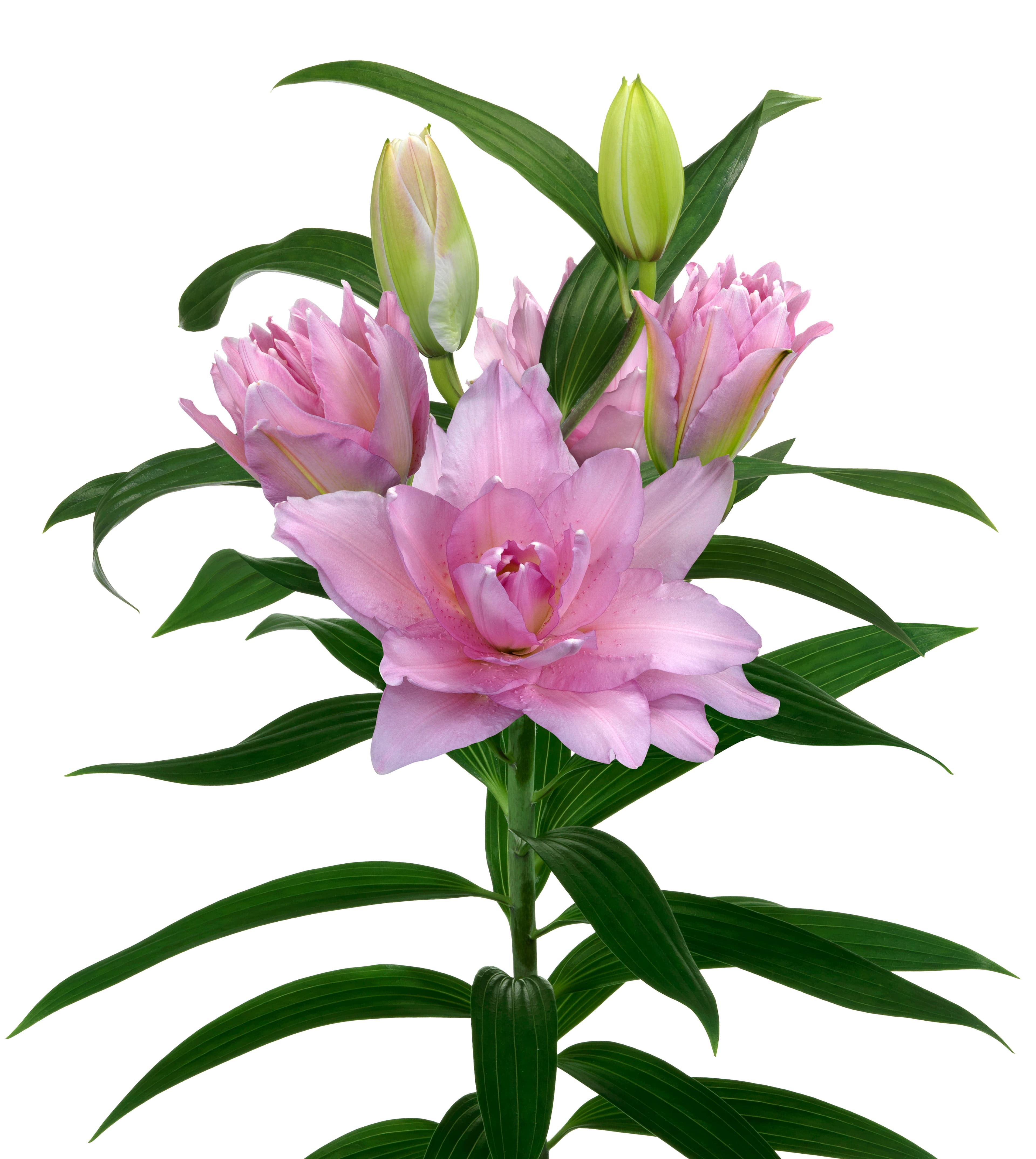 Roselily Cordula Roselily Lilium