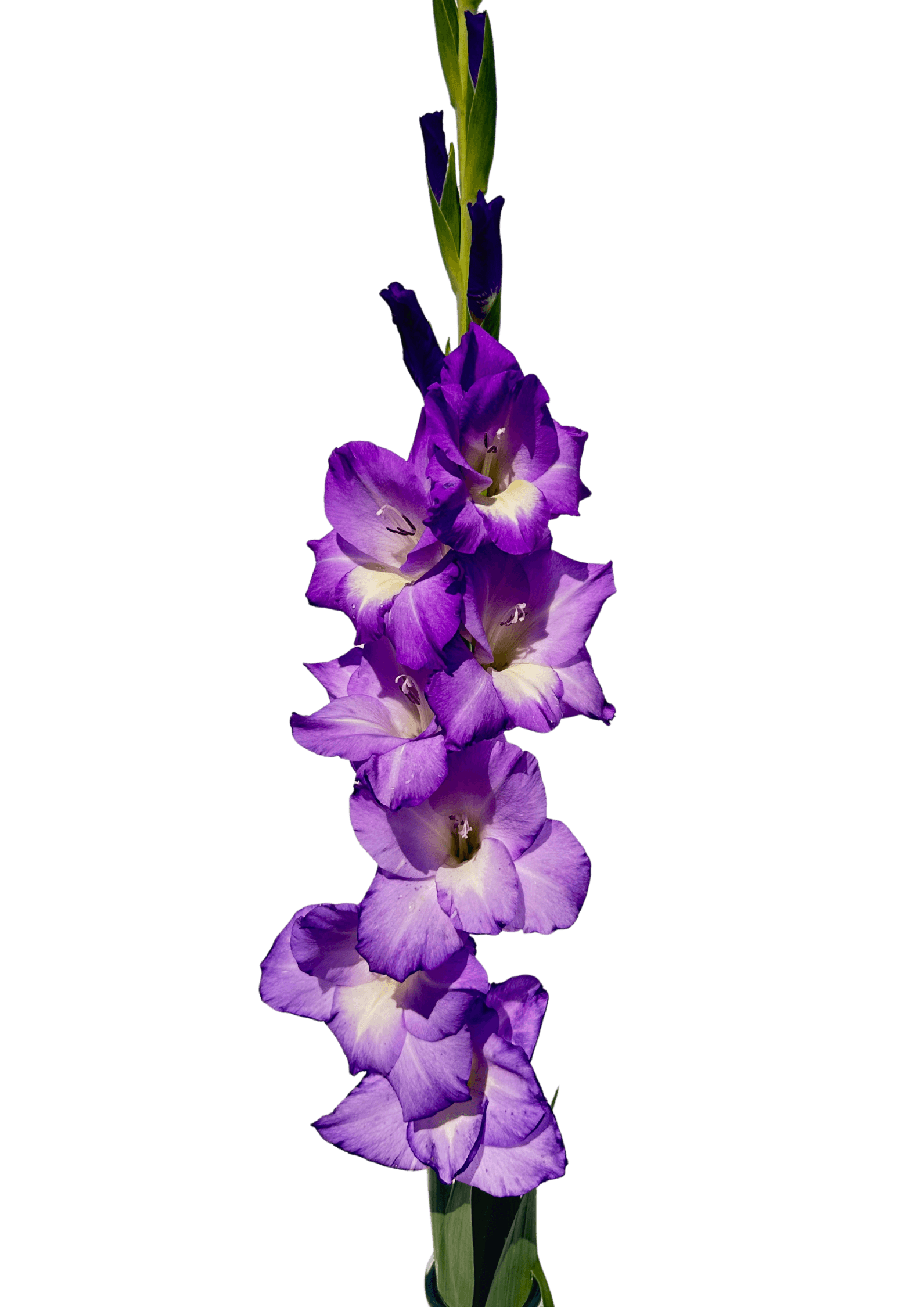 Blue Storm Prisma Gladiolus Gladiolus