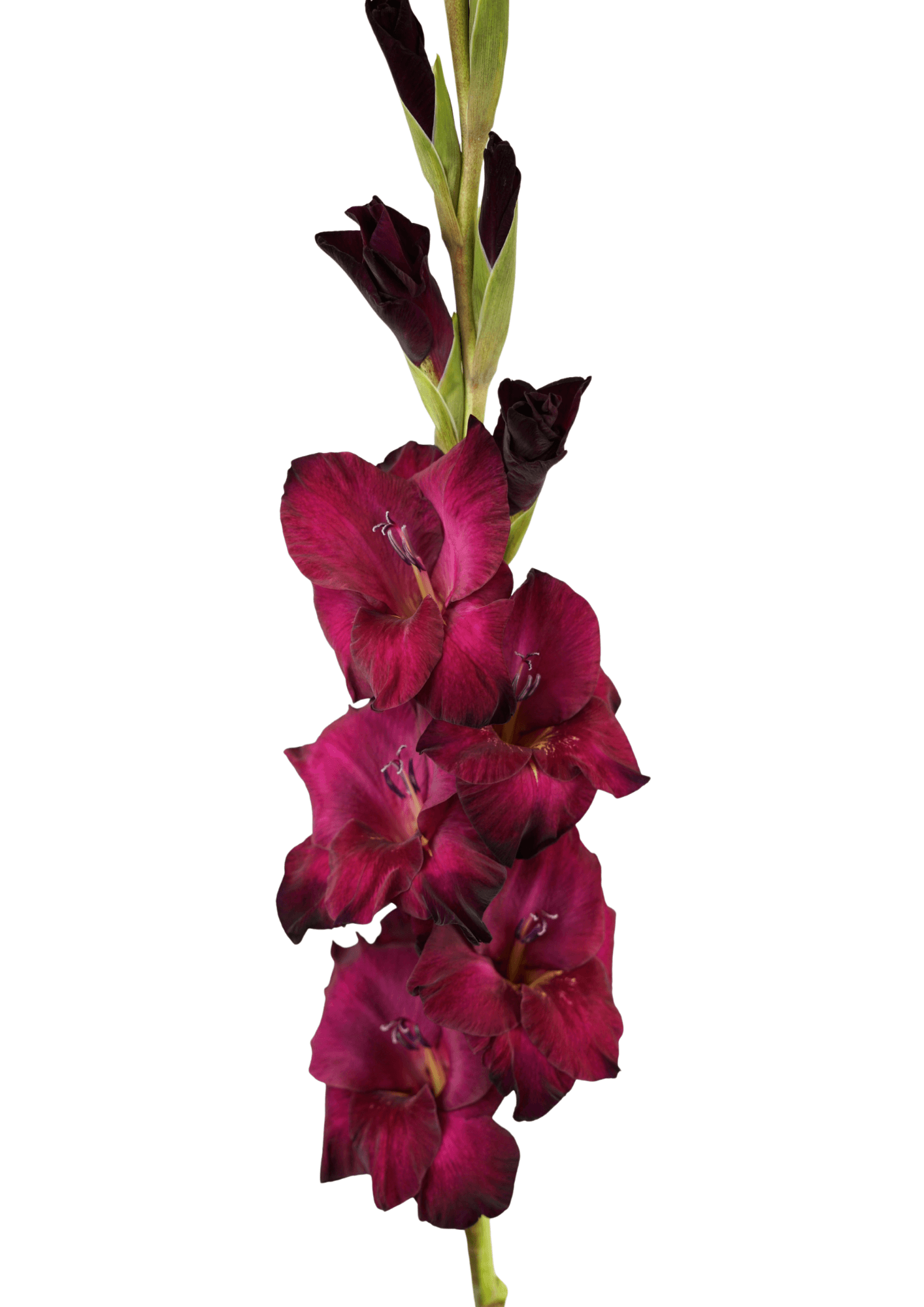Mahler Prisma Gladiolus Gladiolus