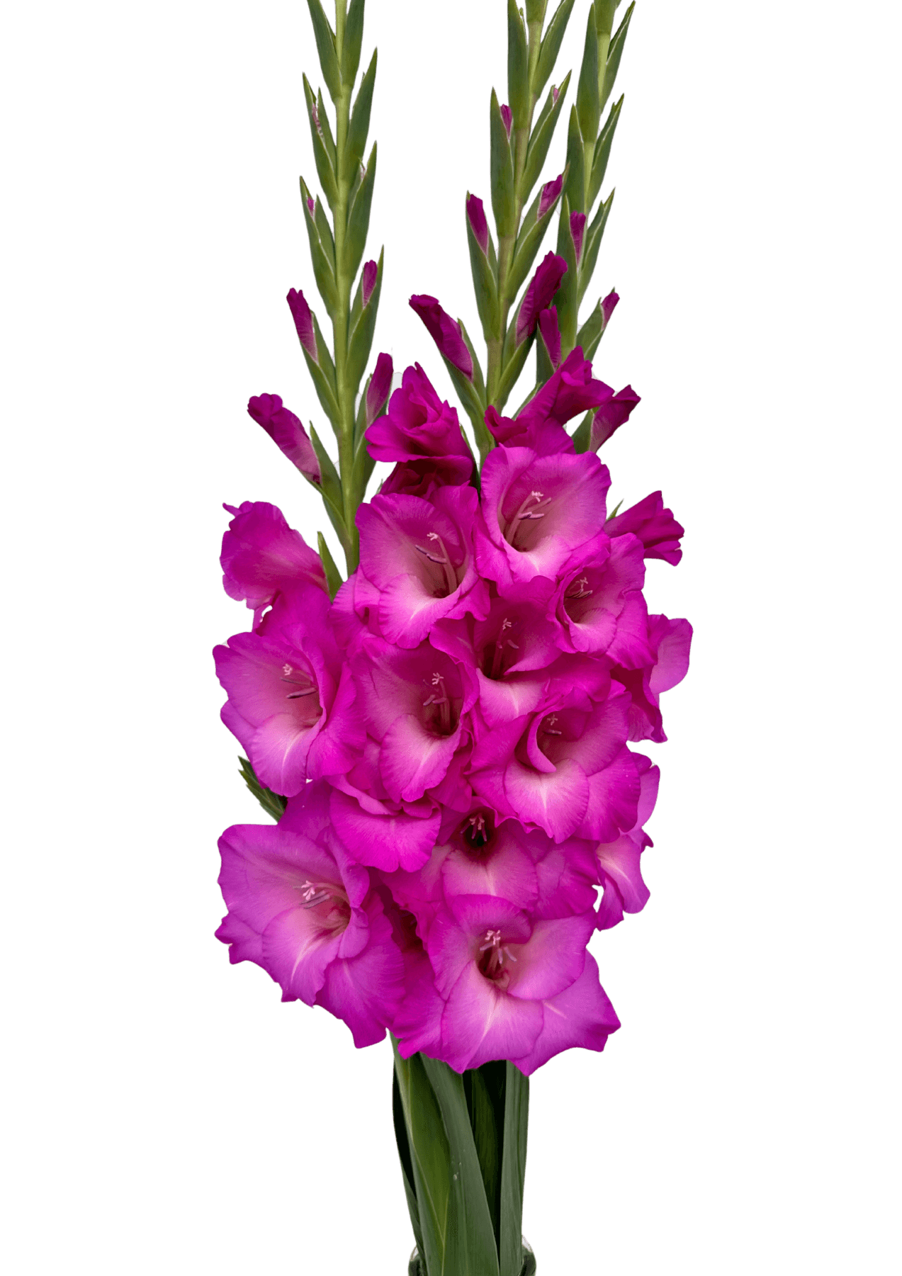 Lennon Prisma Gladiolus Gladiolus