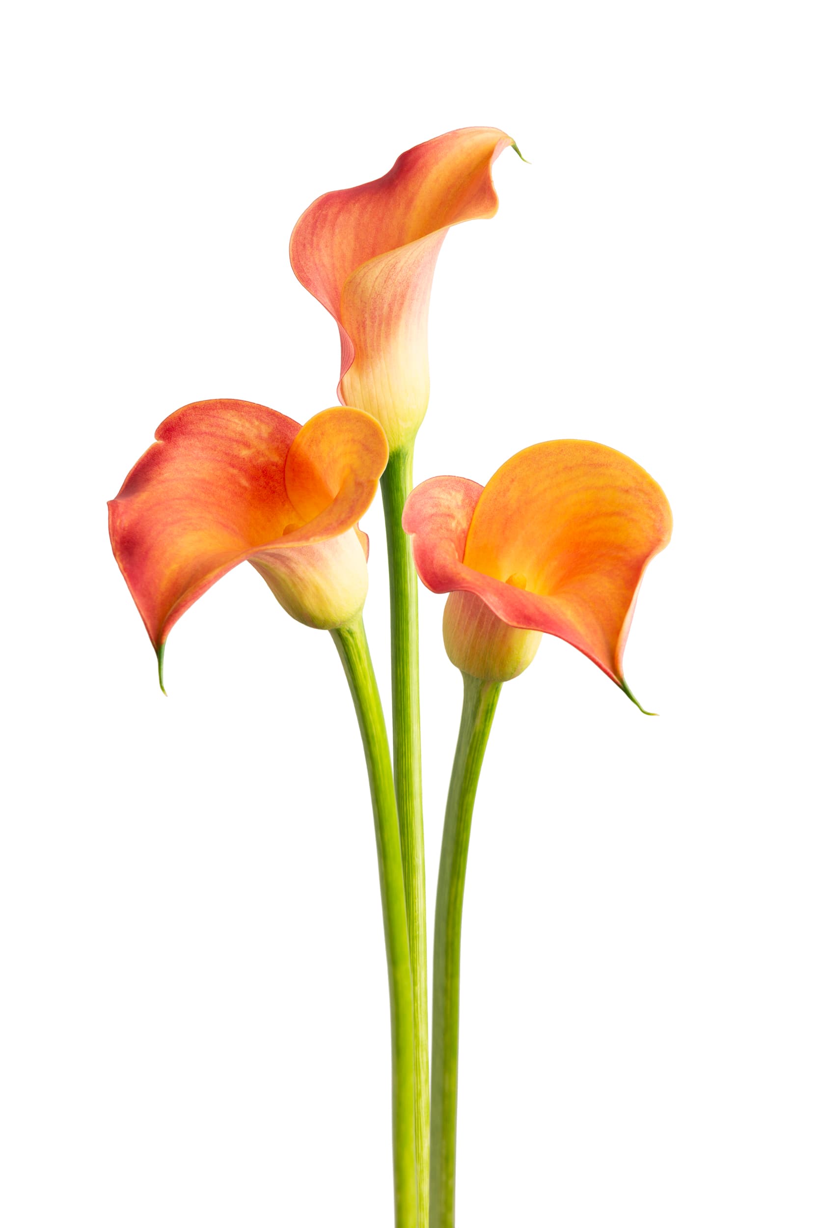 Havana Zantedeschia