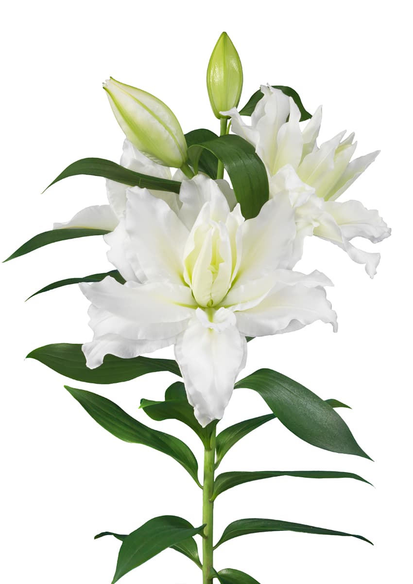 RL Debra Roselily Lilium
