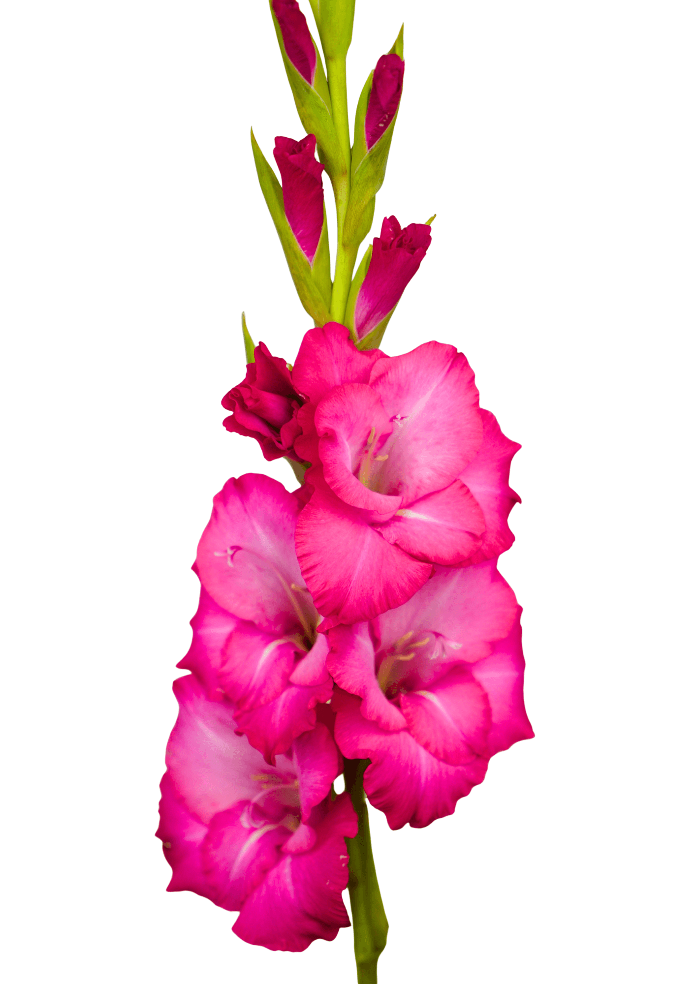 Collins Prisma Gladiolus Gladiolus