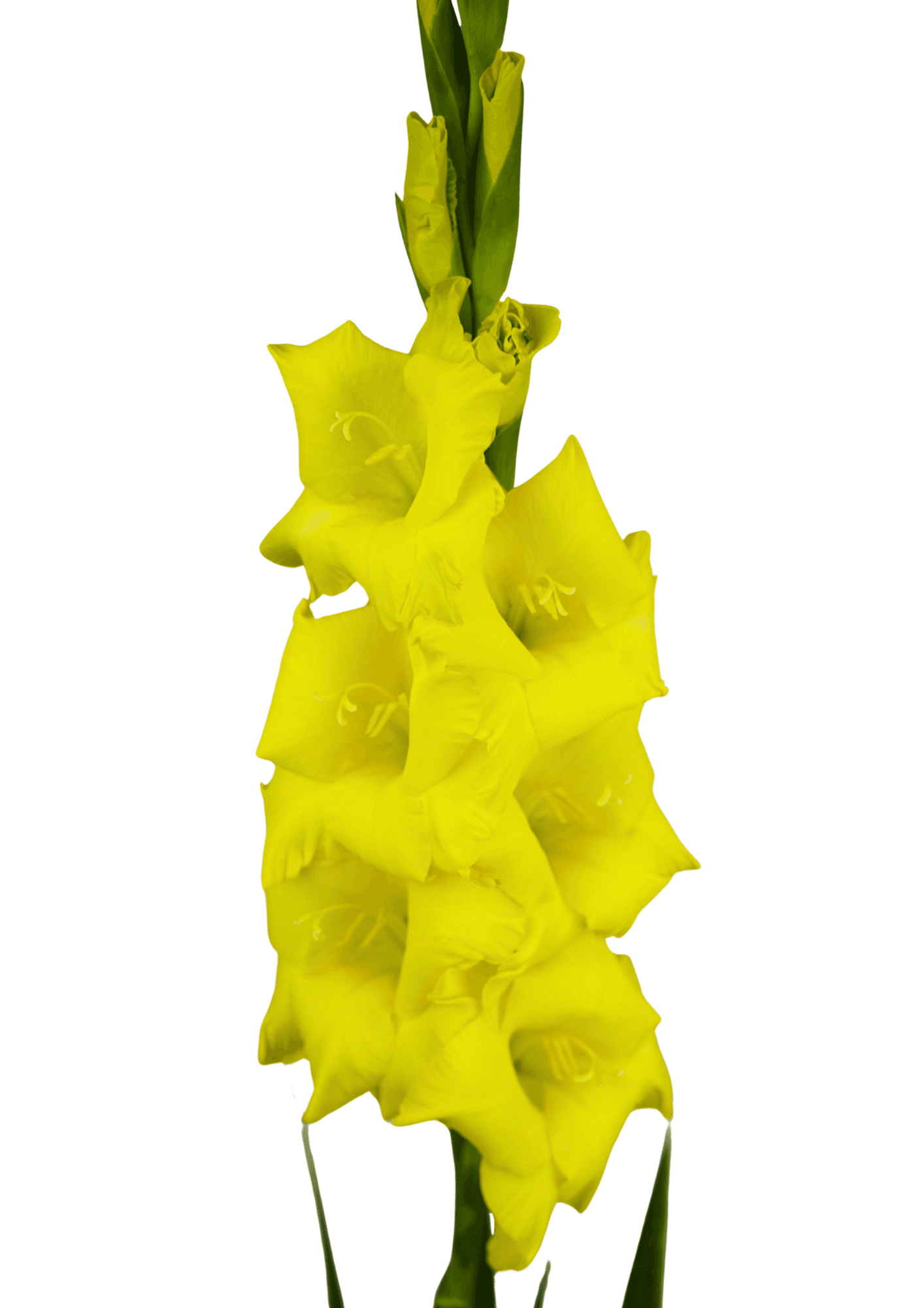 10.023.01 Prisma Gladiolus Gladiolus