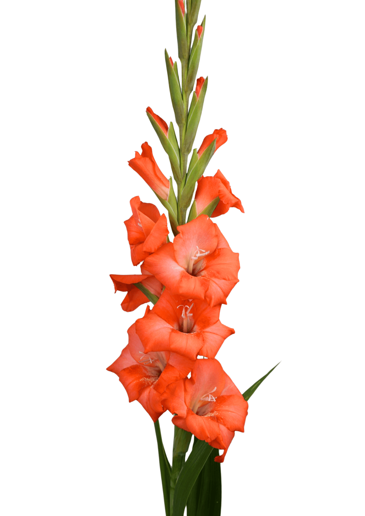 08.296.01 Prisma Gladiolus Gladiolus