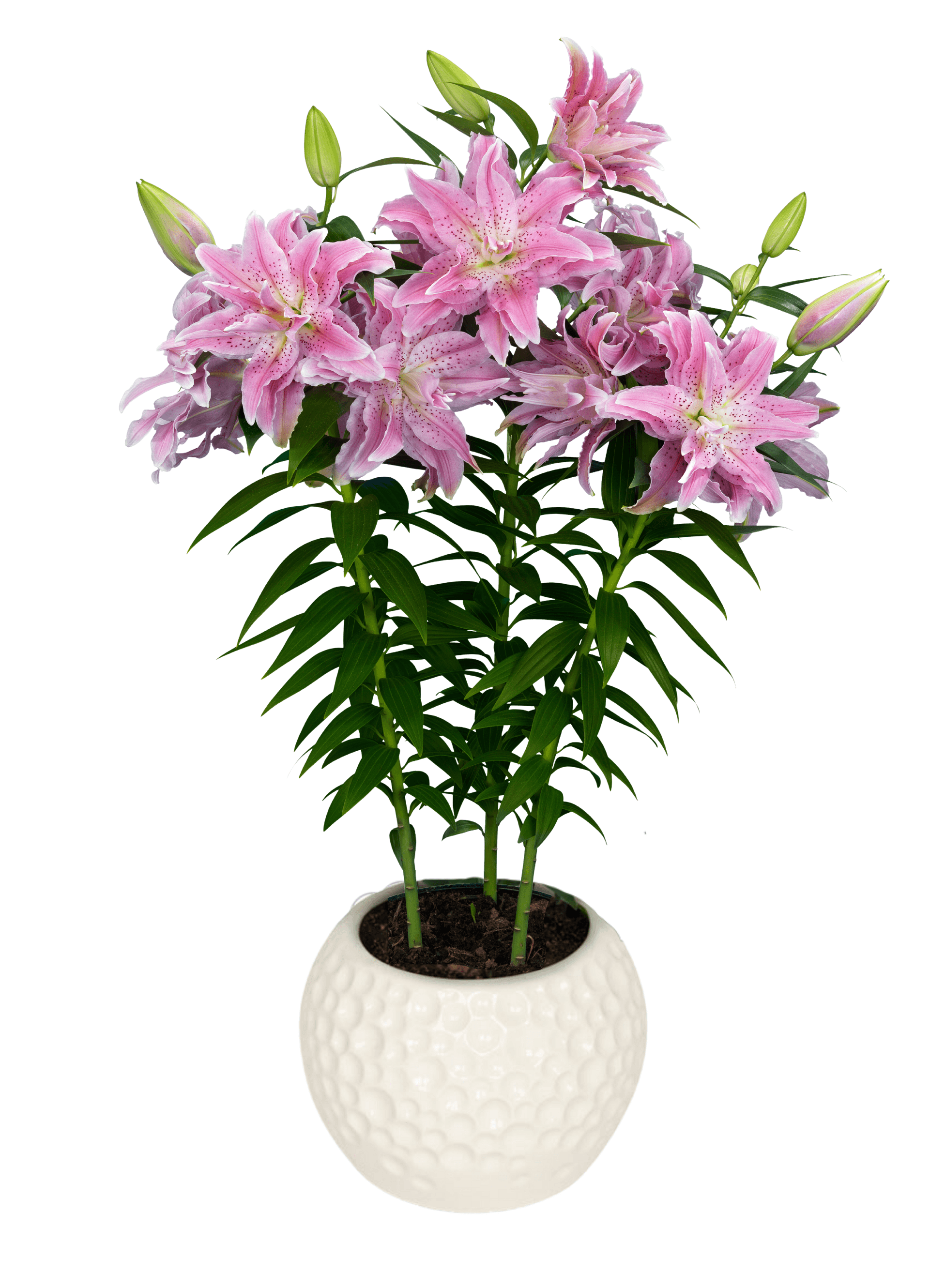 Azra Roselily Lilium