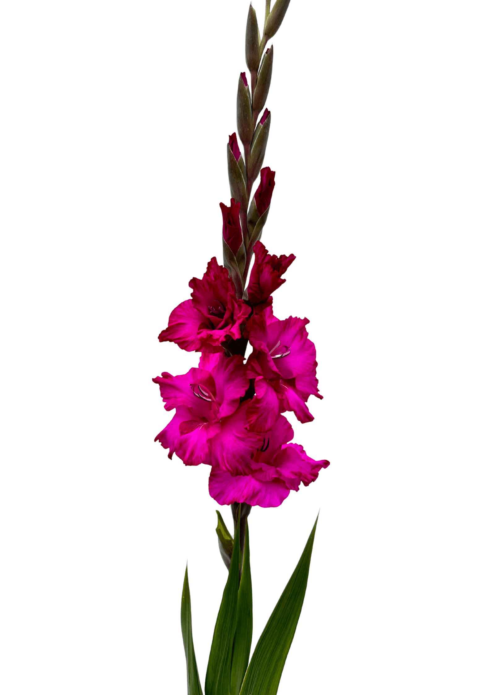 Astarte Gladiolus