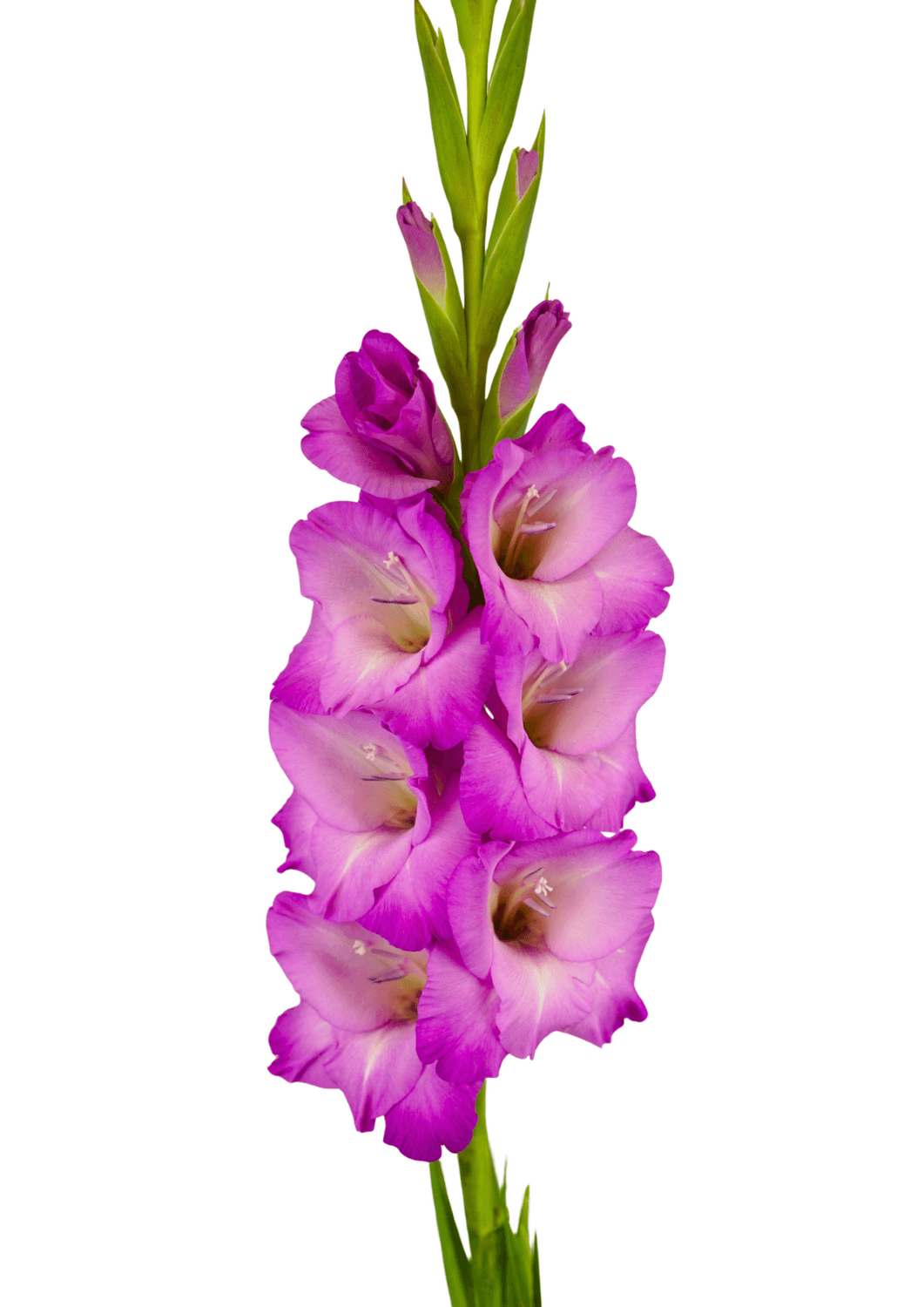 Lennon Prisma Gladiolus Gladiolus