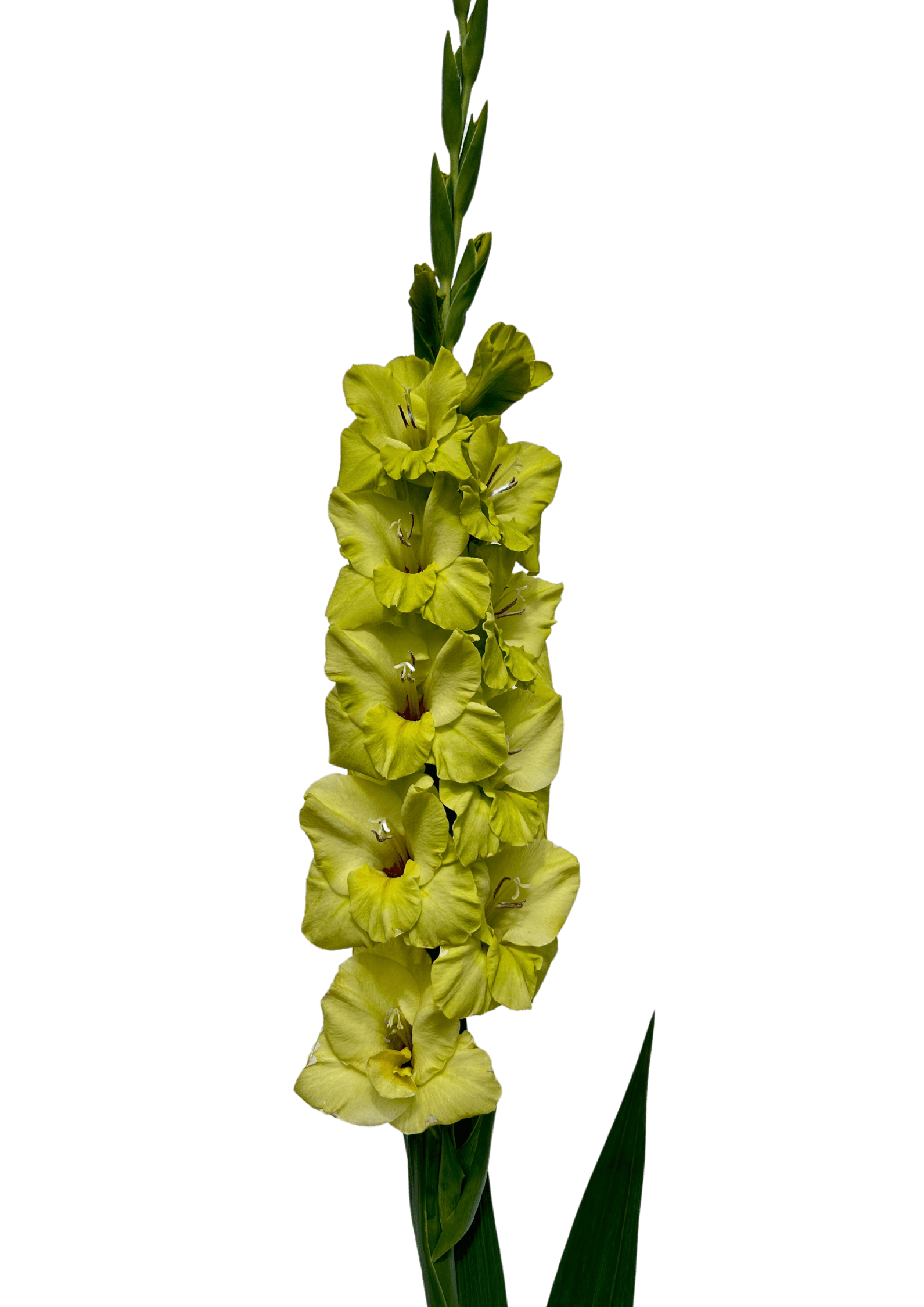 Bowie Gladiolus