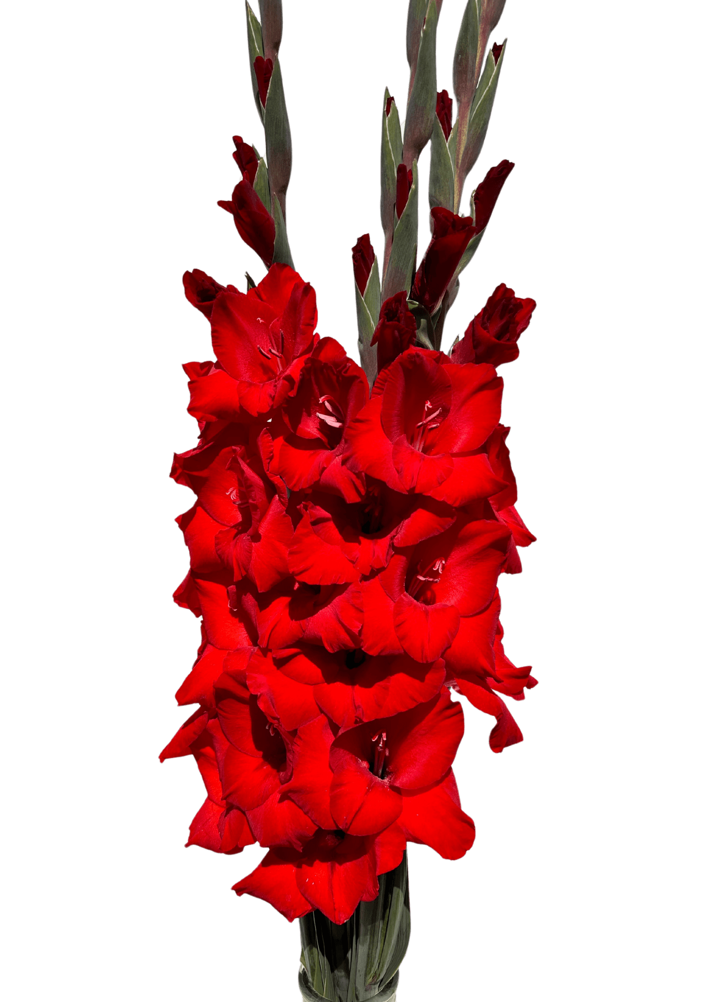 Costello Gladiolus