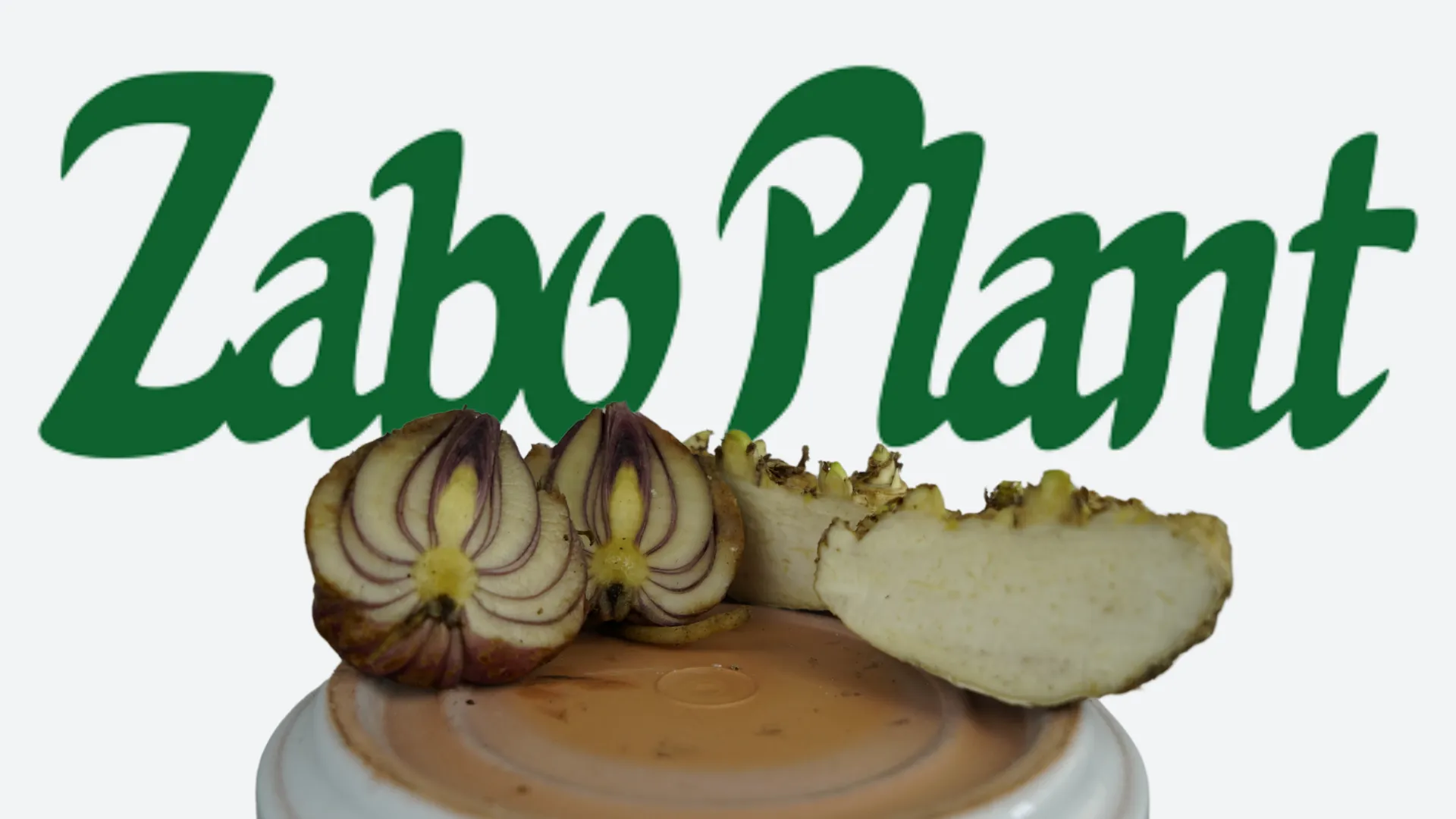 Bulbs or Tubers? Let’s Talk Onions and Potatoes to Understand Your Flower Bulbs