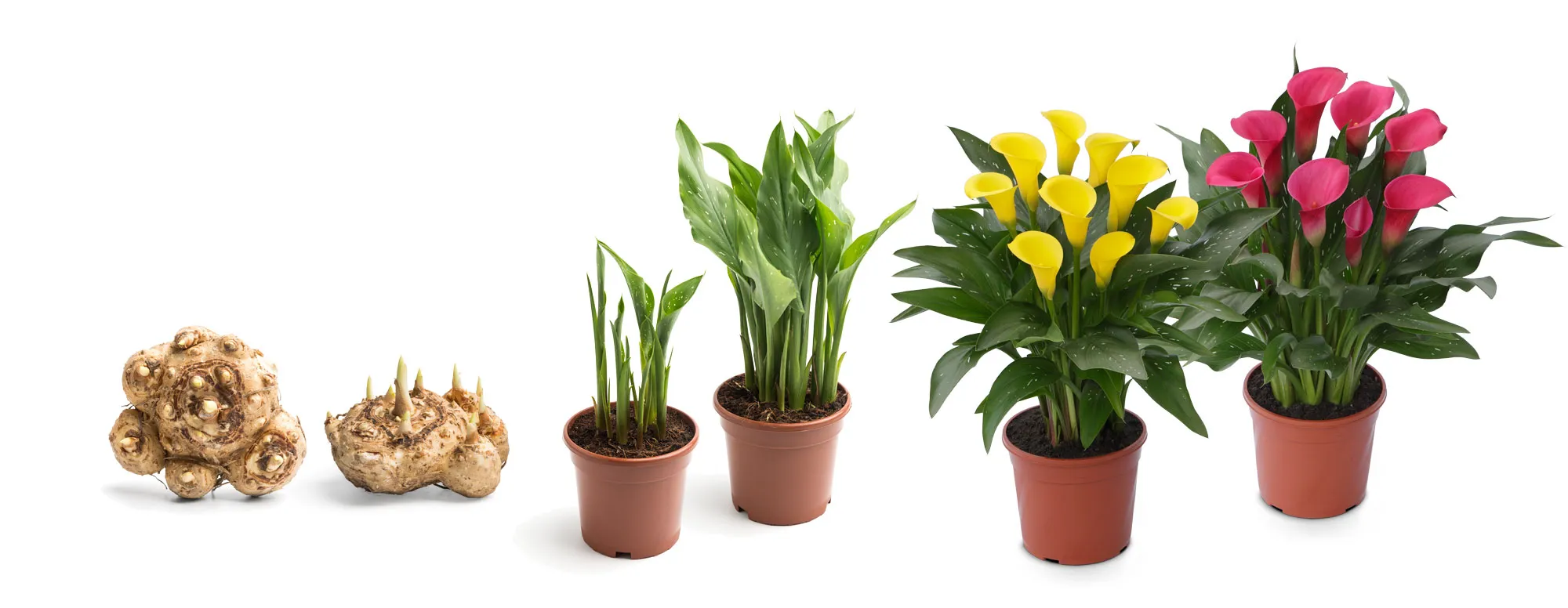Discovering Where Are Calla Lilies Native To: A Botanical Journey