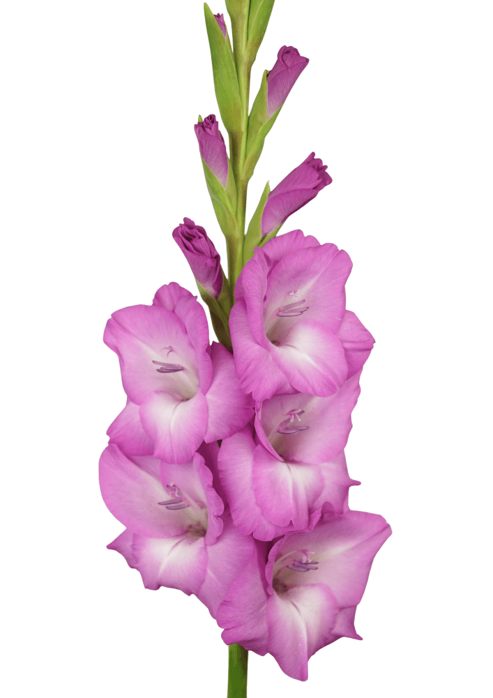 09.139.01 Prisma Gladiolus Gladiolus