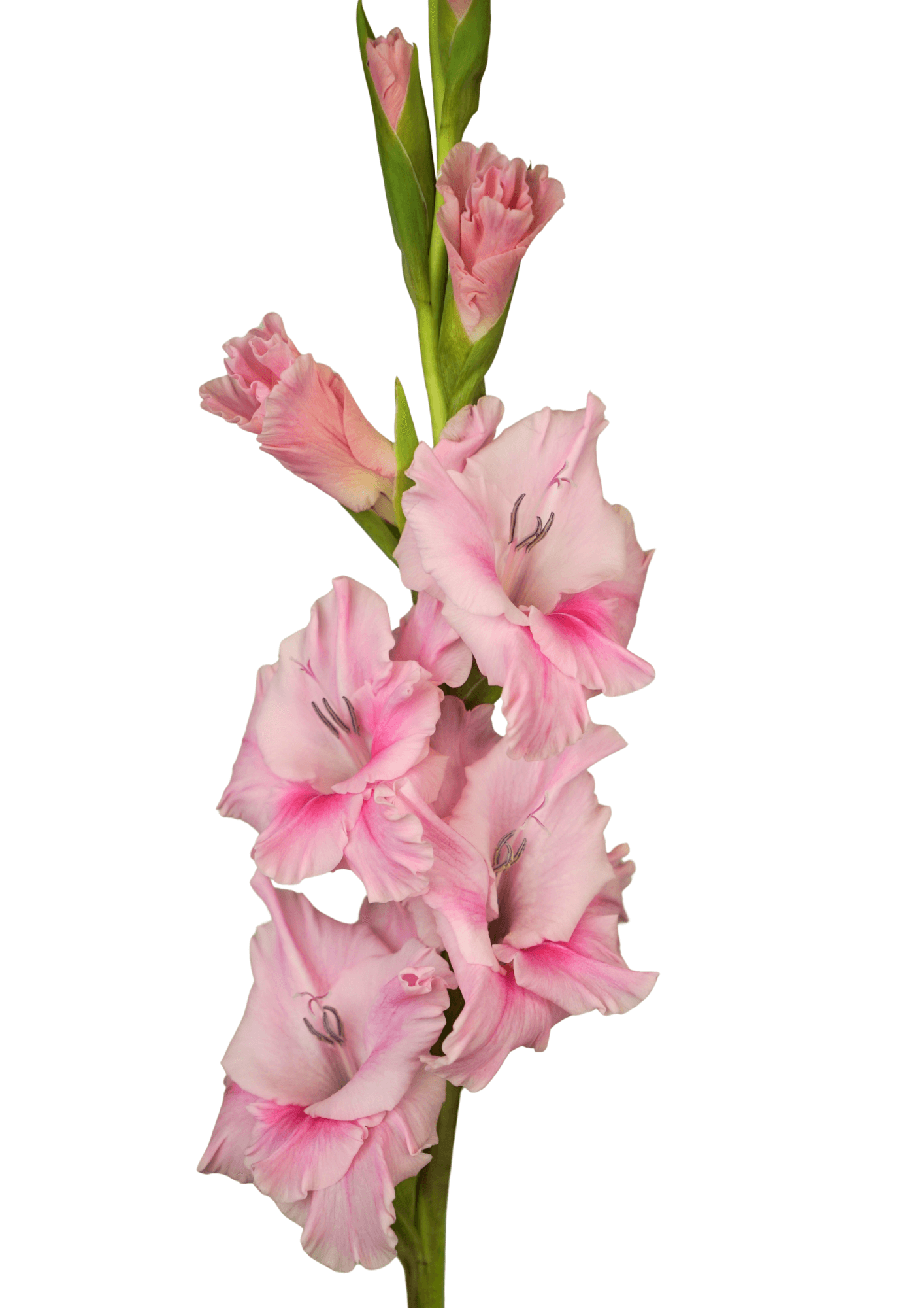 07.000.110 Prisma Gladiolus Gladiolus